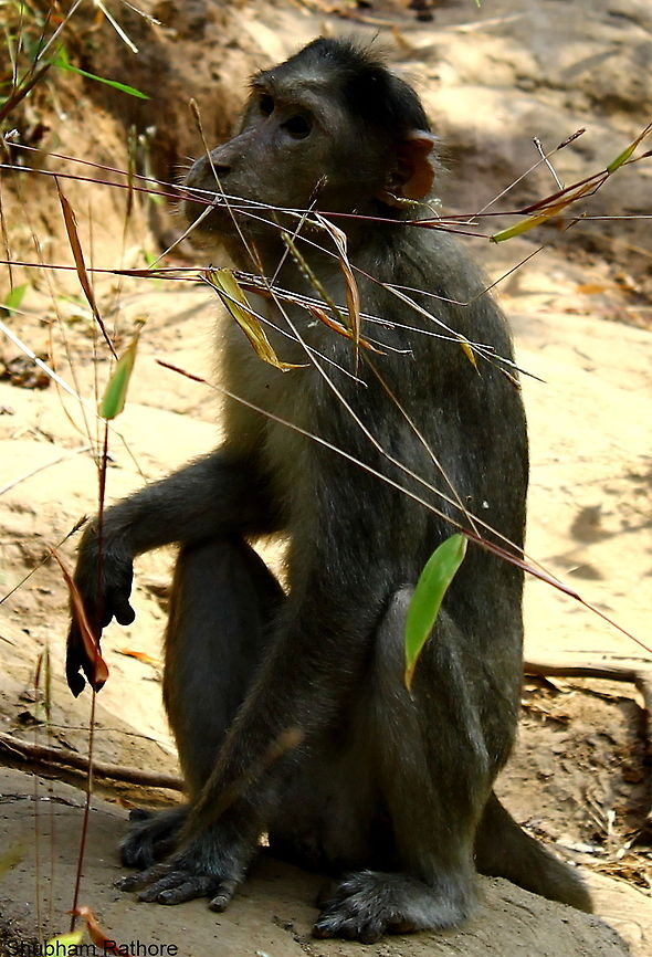 Common Indian Monkey  Bonnet macaque,Macaca radiata