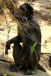 Common Indian Monkey  Bonnet macaque,Macaca radiata
