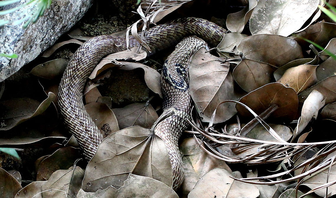 N.naja It&#039;s eating a rat, couldn&#039;t get a clearer pic as it was already scared cuz of the disturbance, beautiful snake I must say I was awed by it&#039;s beauty. My first corba :D :D Indian Cobra,Naja naja
