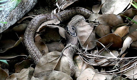N.naja It's eating a rat, couldn't get a clearer pic as it was already scared cuz of the disturbance, beautiful snake I must say I was awed by it's beauty. My first corba :D :D Indian Cobra,Naja naja