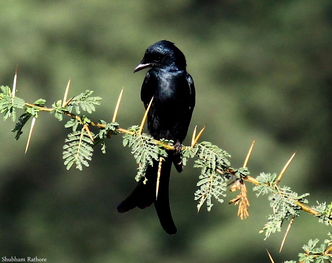 The Black Drongo It&#039;s the cutest thing ever Black Drongo,Dicrurus macrocercus