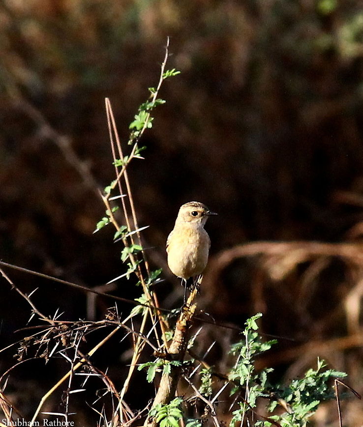 Small passerine bird  Geotagged,India,Saxicola maurus,Siberian stonechat,birds