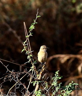 Small passerine bird  Geotagged,India,Saxicola maurus,Siberian stonechat,birds