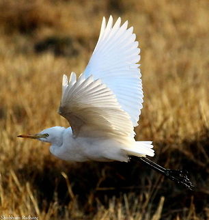 Cattle erget  Bubulcus ibis,Cattle Egret