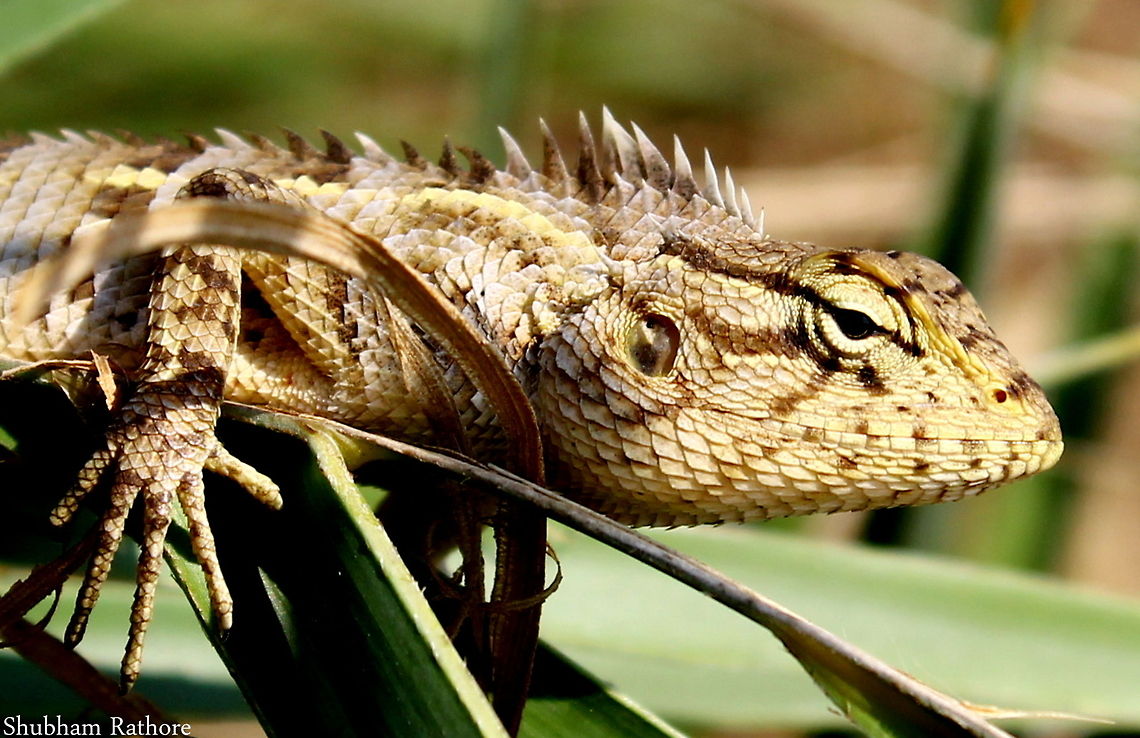 Calotes..  Calotes versicolor,Oriental Garden Lizard