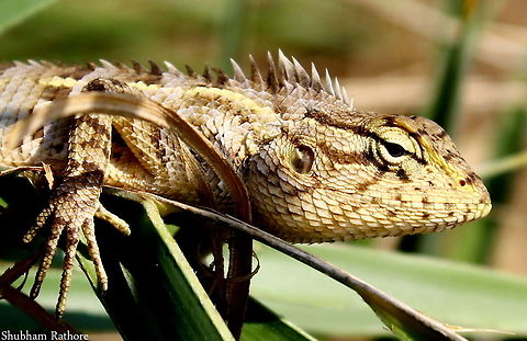 Calotes..  Calotes versicolor,Oriental Garden Lizard