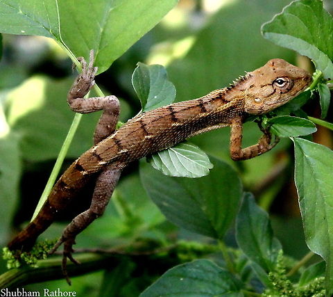The oriental Garden lizard  Calotes versicolor,Oriental Garden Lizard