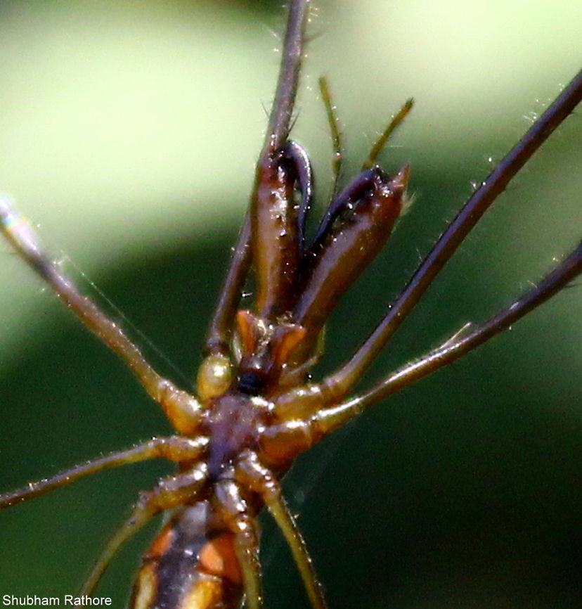 The Checilerae of a Long Jawed Spider