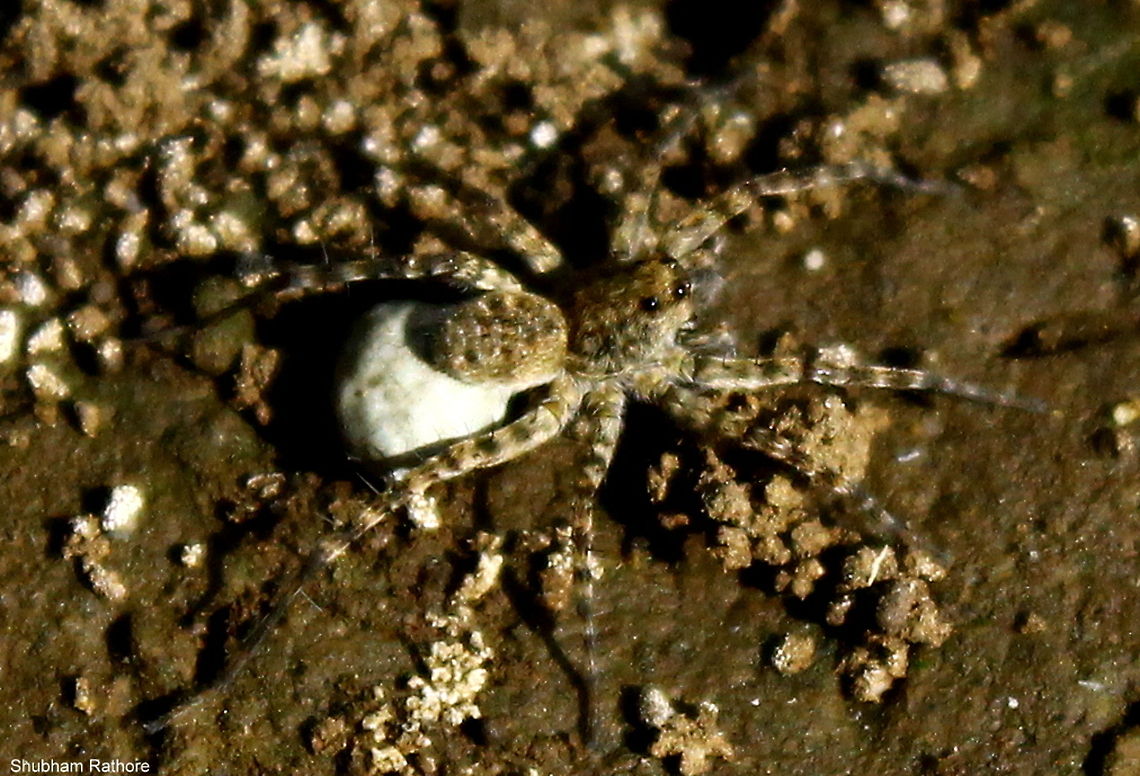 With the eggsack :D Help in identification