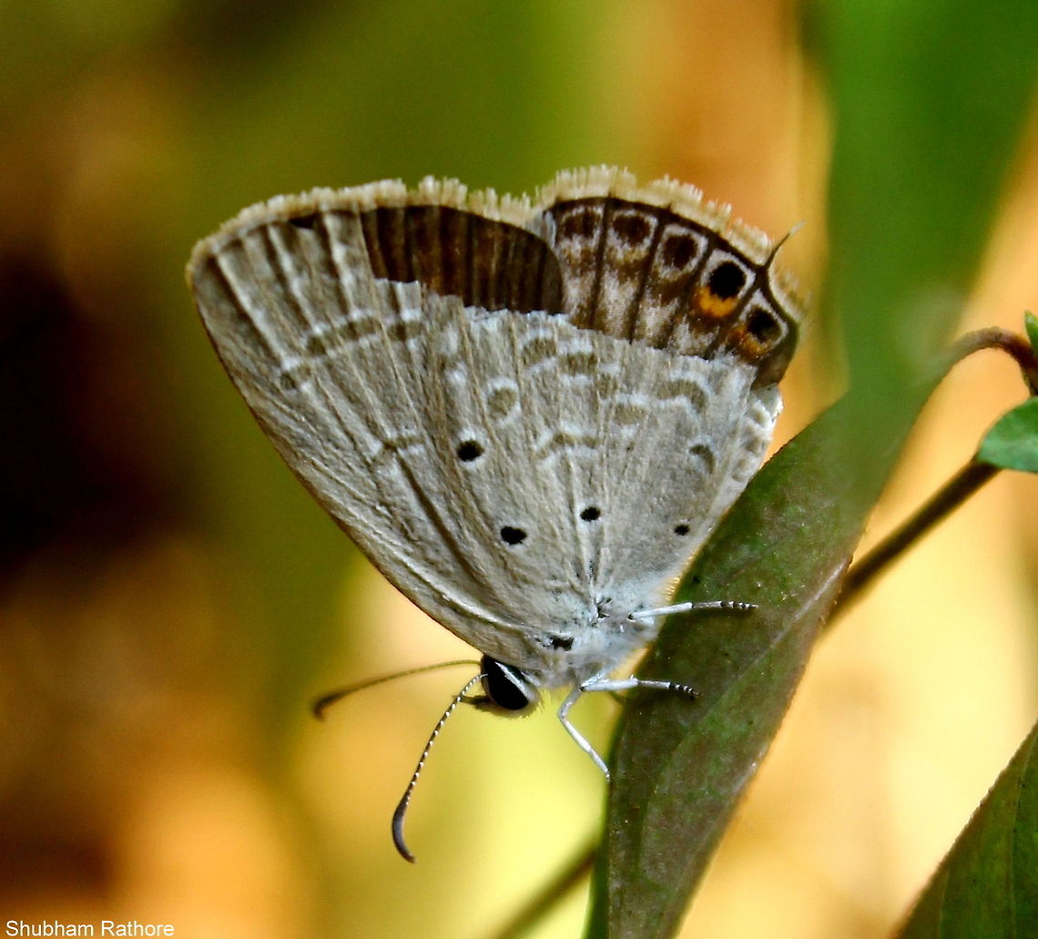 An Injured butterfly :'(  Euchrysops cnejus,Gram Blue