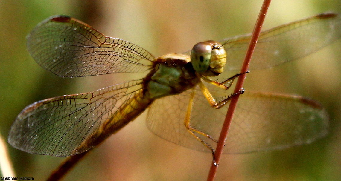 Dragonfly  animalia,anisoptera,dragonfly,insects,libellulidae,odonata