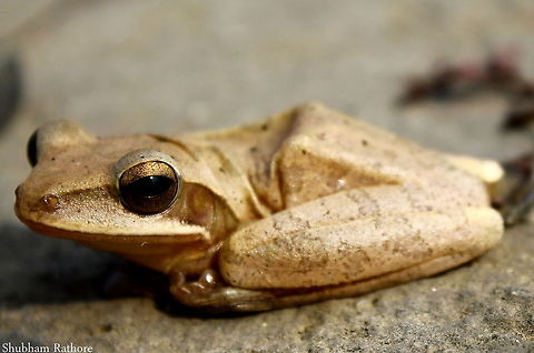 Common Indian Tree Frog  Common Indian tree frog,Polypedates maculatus