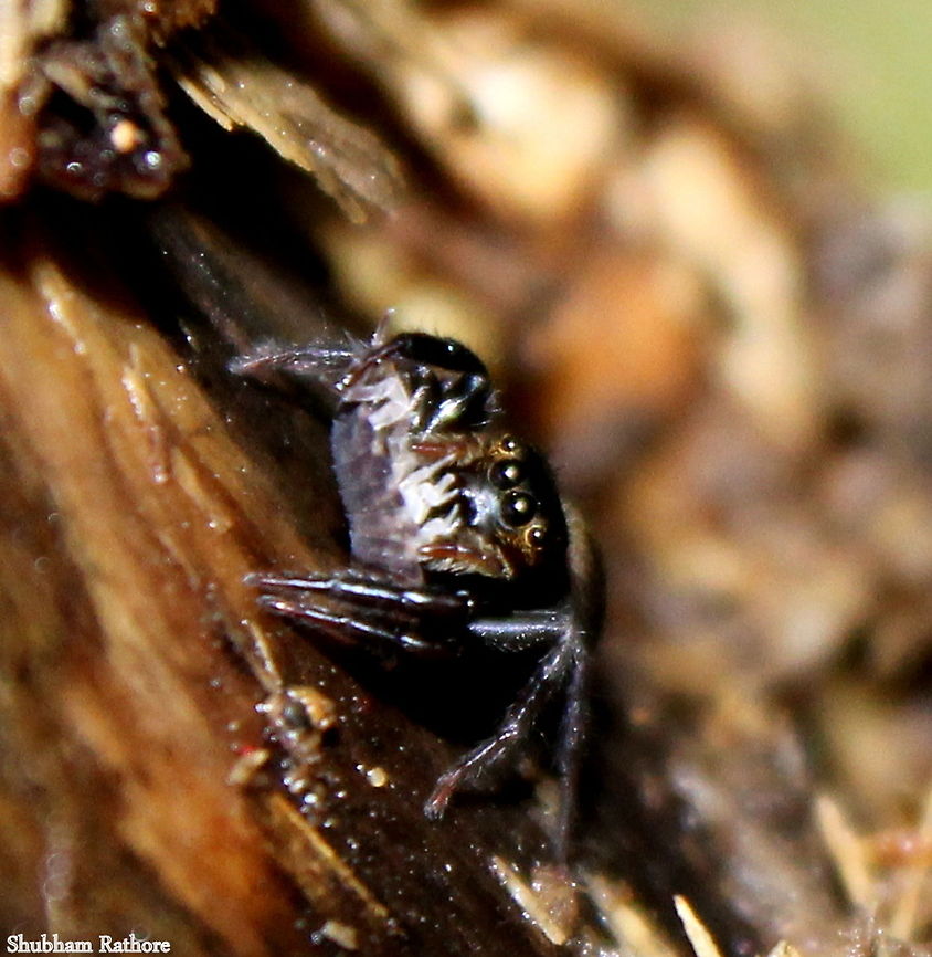 Salticidae