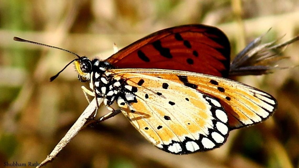 A milkweed butterfly  Acraea terpsicore,Tawny Coster
