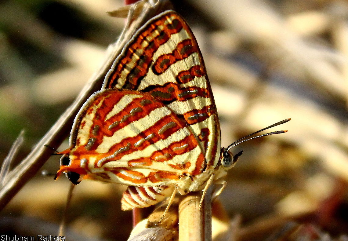 The common Silverline  Cigaritis seliga,Cigaritis vulcanus,Common Silverline,Fruhstorfer's Silverline