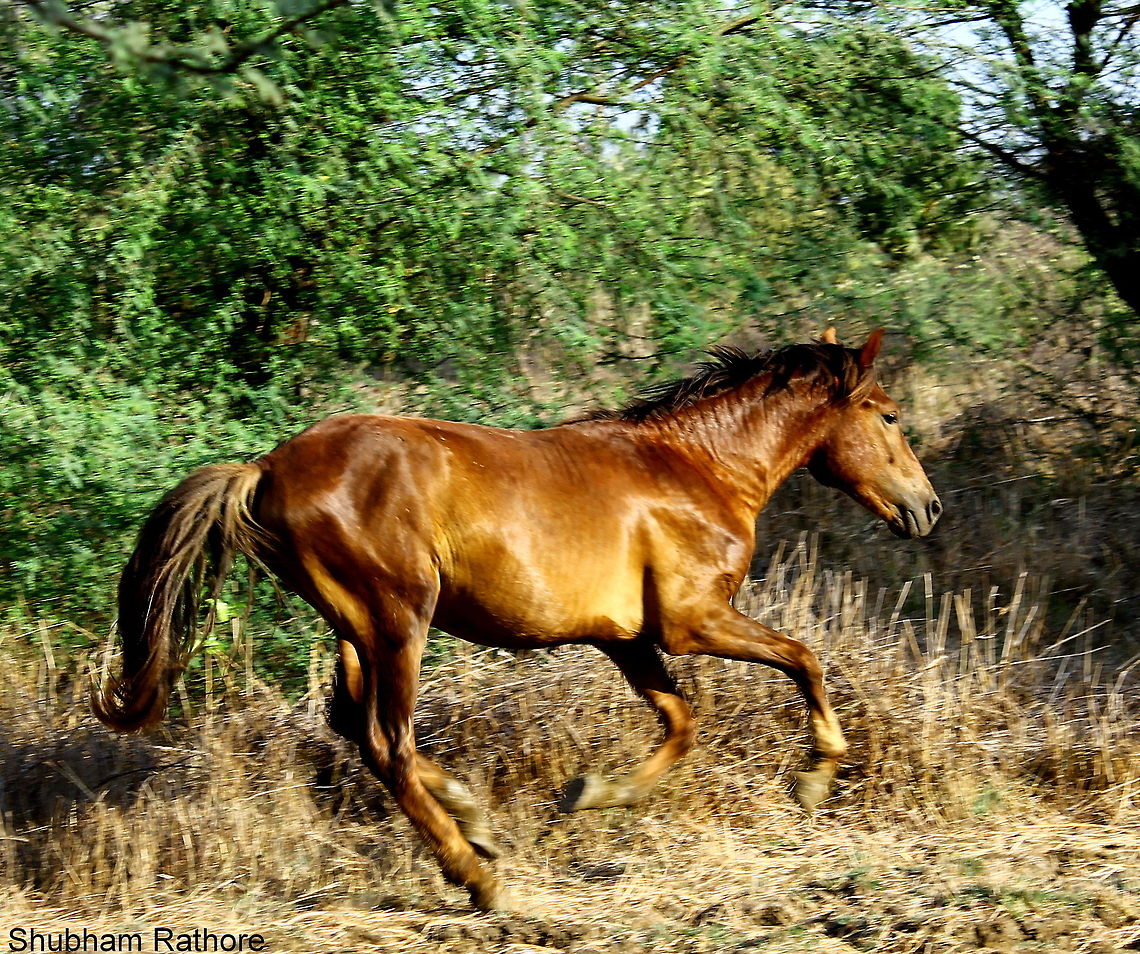 Arion <3 so there is this ranch owner and this is my favourite beast of the lot :* Domestic horse,Equus ferus caballus