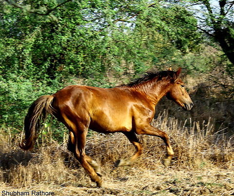Arion <3 so there is this ranch owner and this is my favourite beast of the lot :* Domestic horse,Equus ferus caballus