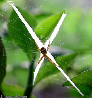 Signature spider  Argiope anasuja,Geotagged,India,Signature Spider,Spring