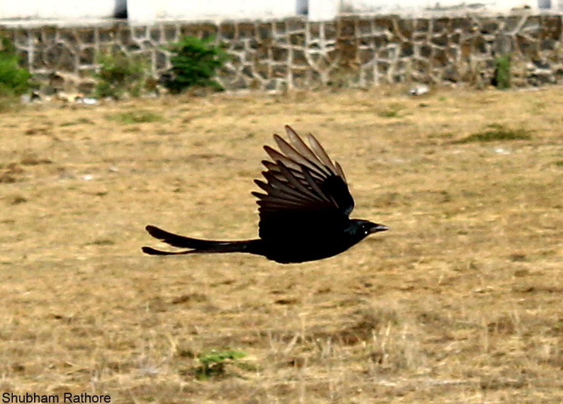 Black drongo in flight As close as i could get with an 18-55mm Black Drongo,Dicrurus macrocercus