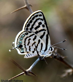 Black-spotted Pierrot kindly help identify Black-spotted Pierrot,Geotagged,India,Tarucus balkanicus nigra