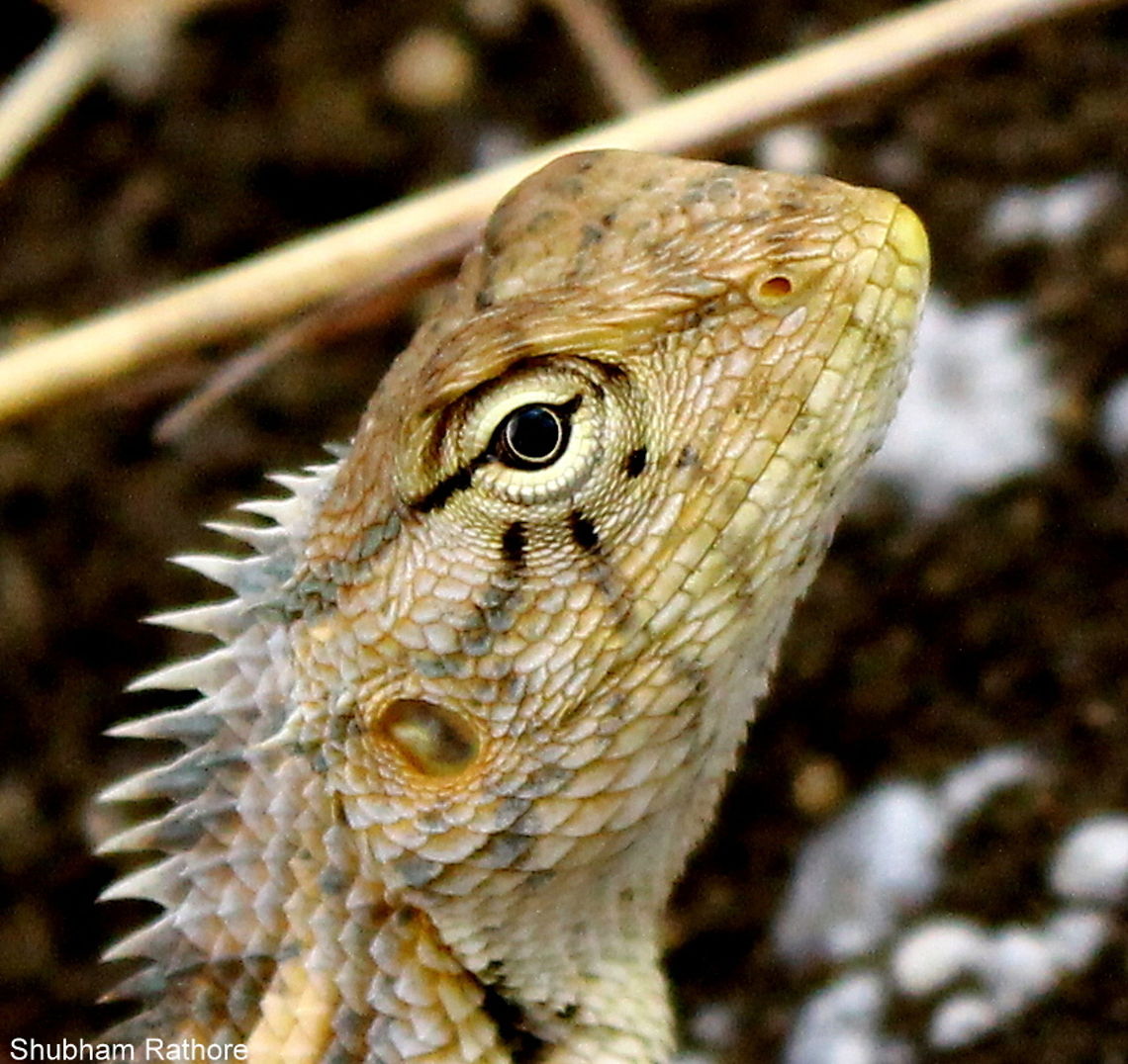 The Oriental Garden Lizard The eyes <3 Calotes versicolor,Oriental Garden Lizard