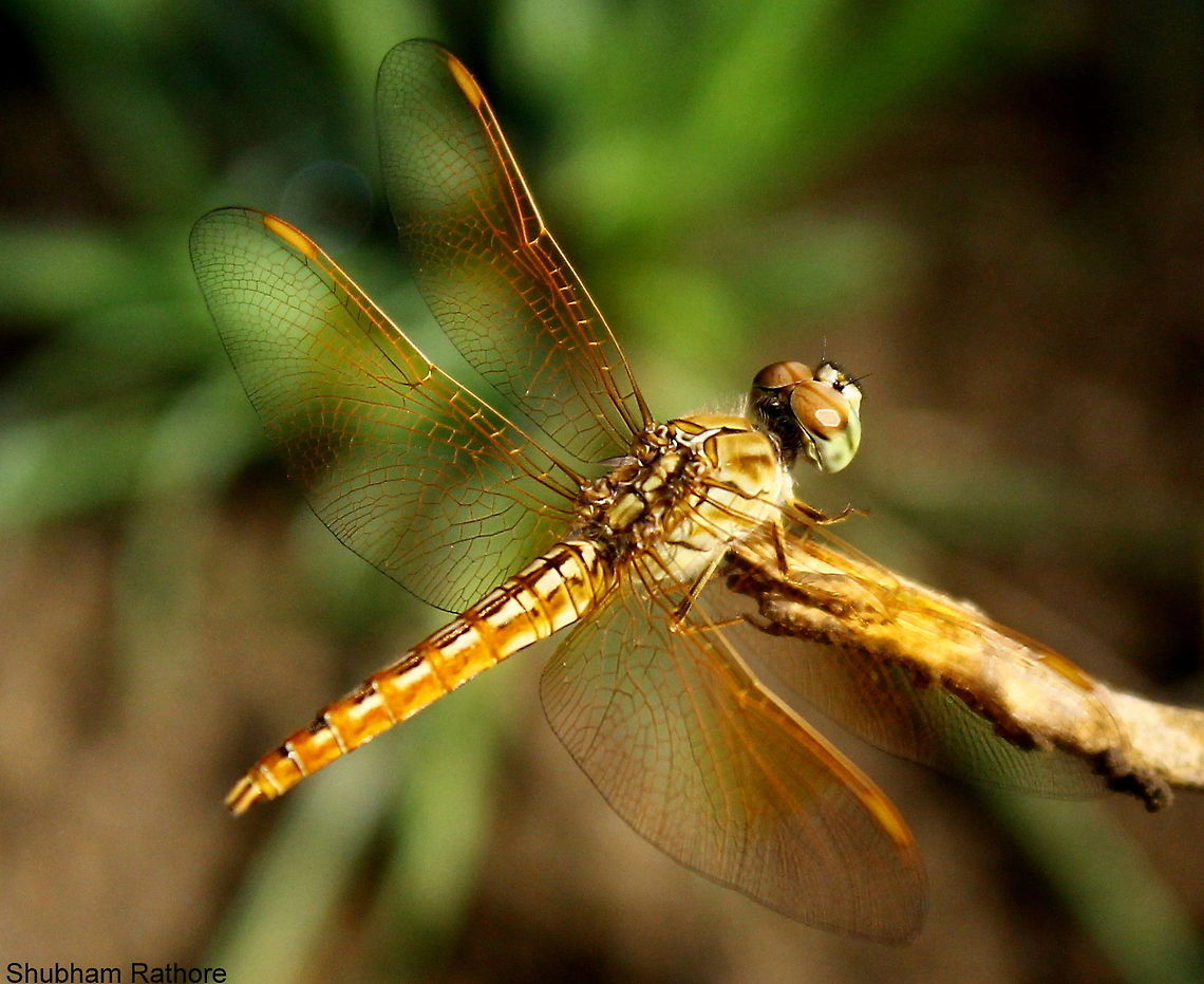 Brachythemis contaminata kindly add this species  Brachythemis contaminata,Ditch Jewel