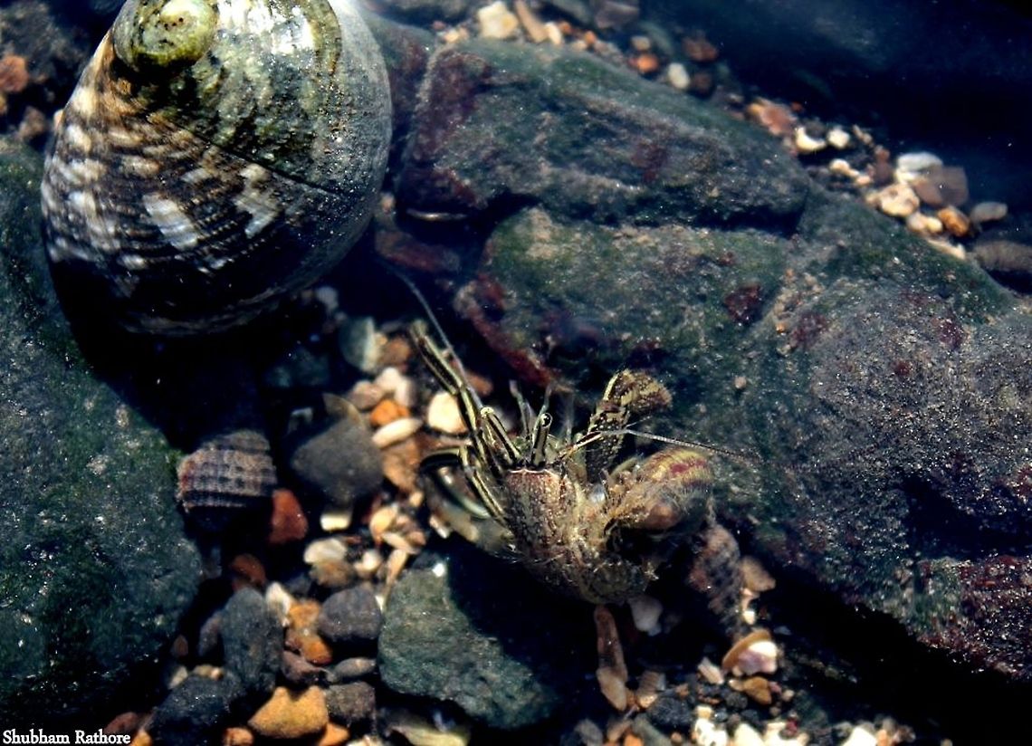 Clibanarius taeniatus outside its shell...
