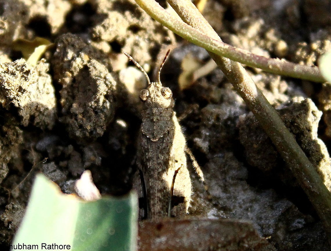 Grasshopper Another successful camouflage, can any of you suggest me sites where i can run a species search?? Geotagged,India