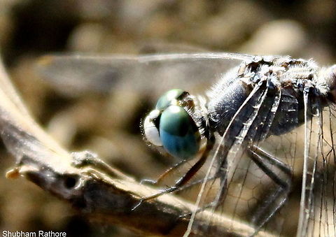 Up close :) okay I am a real loser at species identification kindly guide me how to do it :'( Diplacodes trivialis,Geotagged,India
