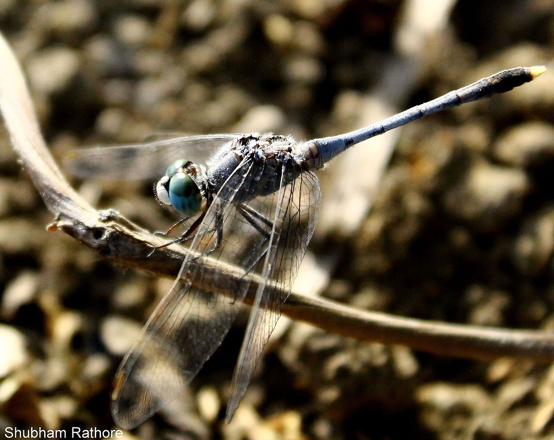 Diplacodes trivialis  Diplacodes trivialis,Geotagged,India