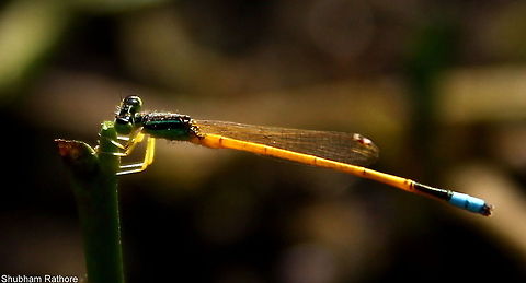 Golden Dartlet :) :) its dooable for a 18-55mm :P
p.s.- please change the pic for the species intro its disturbing considering this creature is supposed to be alive :P Golden Dartlet,Ischnura aurora