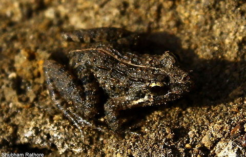 Common indian frog I guess its Rana tigrina Geotagged,Hoplobatrachus tigerinus,India