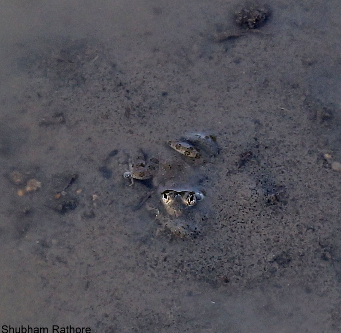 Camouflauge Camouflaged under water Geotagged,Hoplobatrachus tigerinus,India,Spring