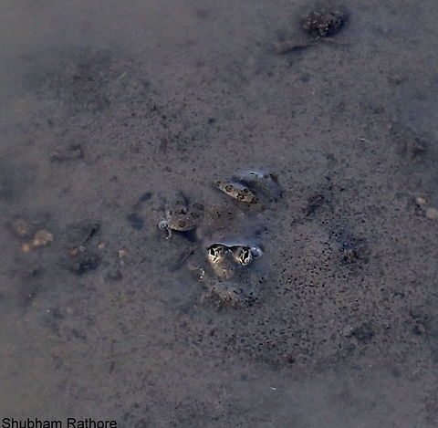 Camouflauge Camouflaged under water Geotagged,Hoplobatrachus tigerinus,India,Spring