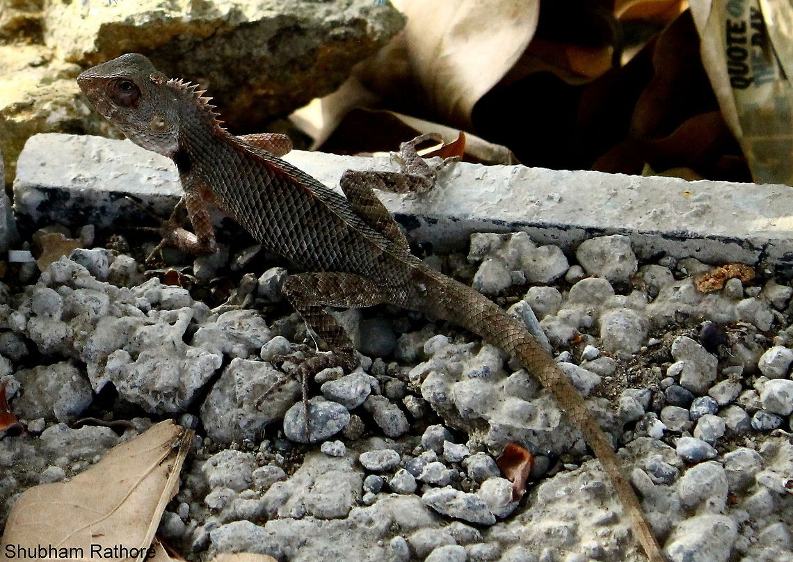 Calotes versicolor  Calotes versicolor,Oriental Garden Lizard