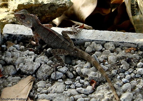Calotes versicolor  Calotes versicolor,Oriental Garden Lizard