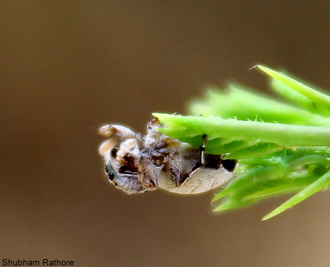 Jumping spider cutee :)
