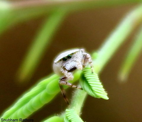 Jumping spider  Geotagged,India,Spring