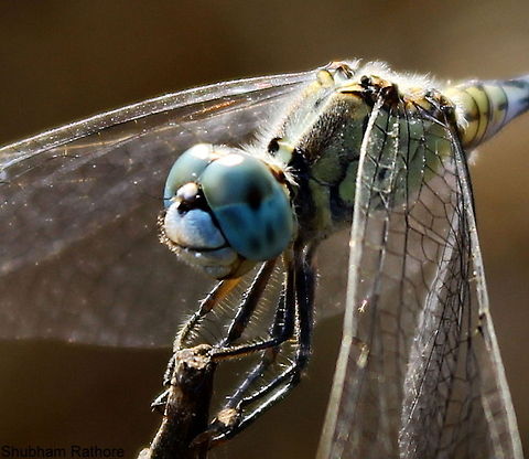 Diplacodes trivialis :)  Diplacodes trivialis