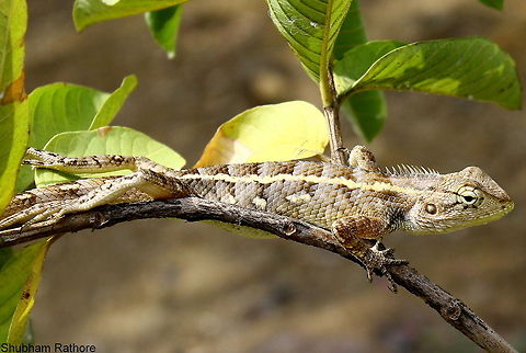 A Calotes perched on a guava branch  Calotes versicolor,Oriental Garden Lizard