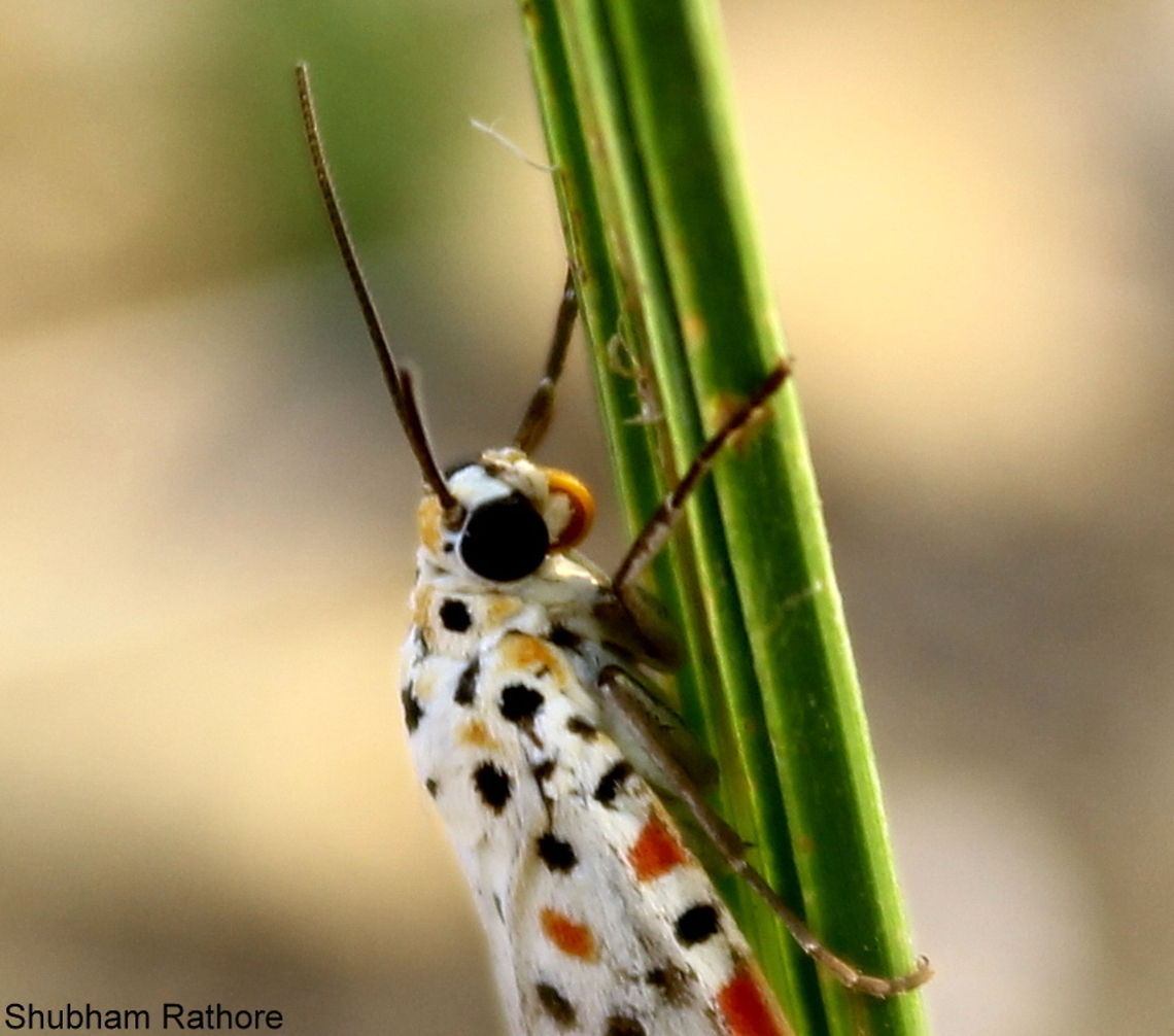 The Indian Maiden Moth no wiki page for this Crimson speckled footman,Utetheisa pulchella