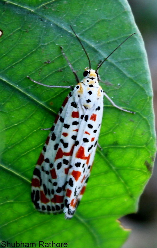 Indian Maiden Moth  Crimson speckled footman,Utetheisa pulchella