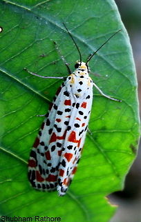 Indian Maiden Moth  Crimson speckled footman,Utetheisa pulchella