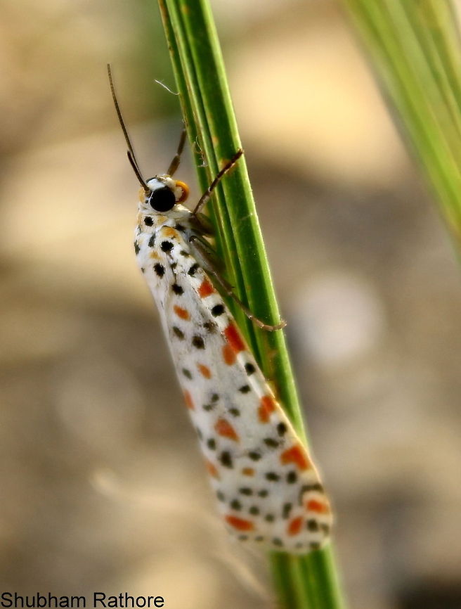 Indian Maiden Moth  Crimson speckled footman,Utetheisa pulchella
