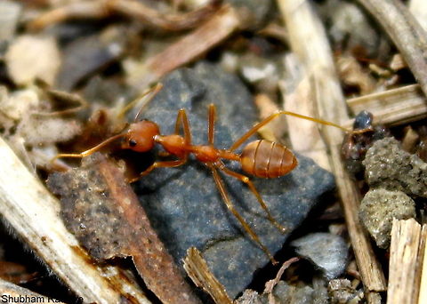 IMG_0148  Oecophylla smaragdina