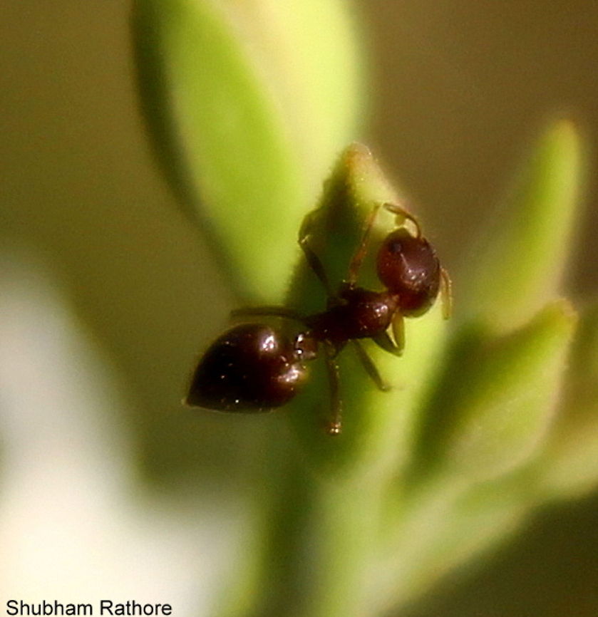Crematogaster subnuda Extremely agile...tough to click and doesn&#039;t own a wiki page
