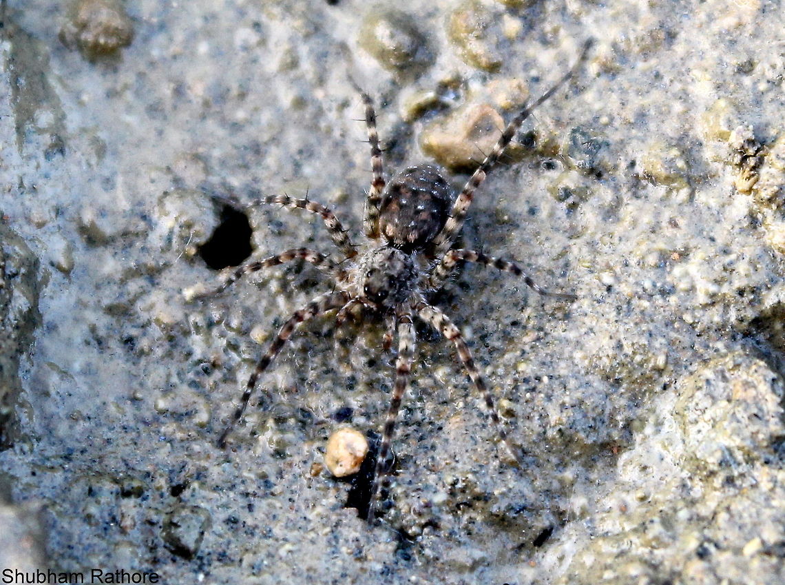 spider... I guess its a wandering spider Geotagged,India