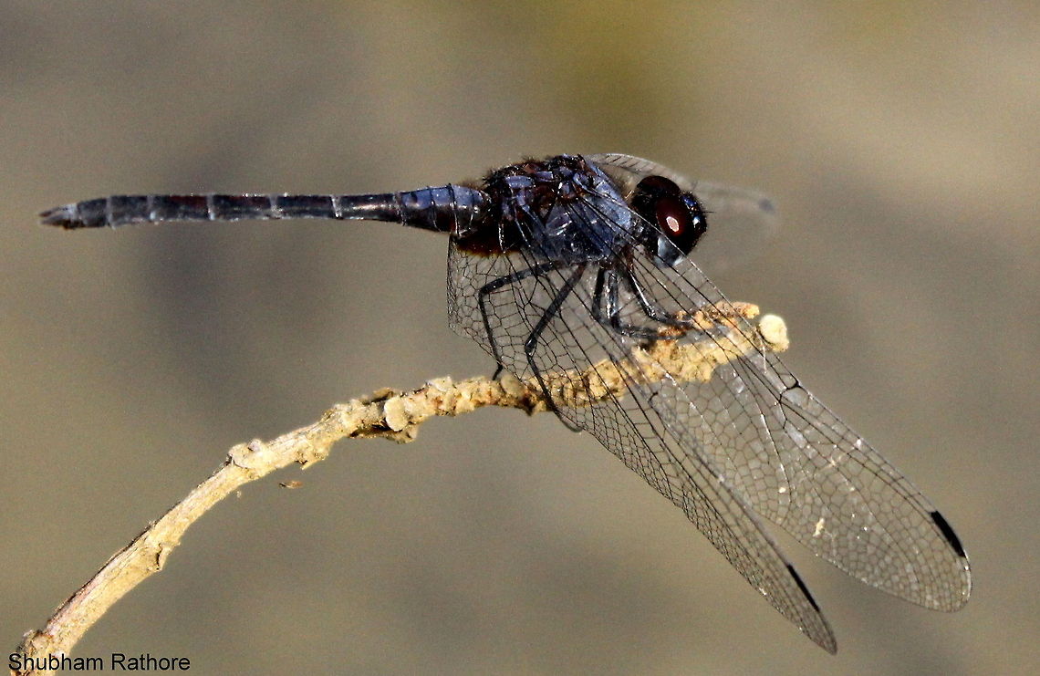 Trithemis festiva <a href="http://en.wikipedia.org/wiki/List_of_odonata_species_of_India" rel="nofollow">http://en.wikipedia.org/wiki/List_of_odonata_species_of_India</a> on wiki the photo for this is the same as mine...do they change colours ???? Black Stream Glider,Trithemis festiva