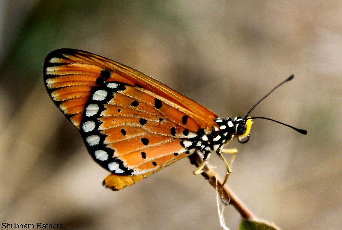 A tawny perched on a twig  Acraea terpsicore,Tawny Coster