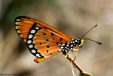 A tawny perched on a twig  Acraea terpsicore,Tawny Coster